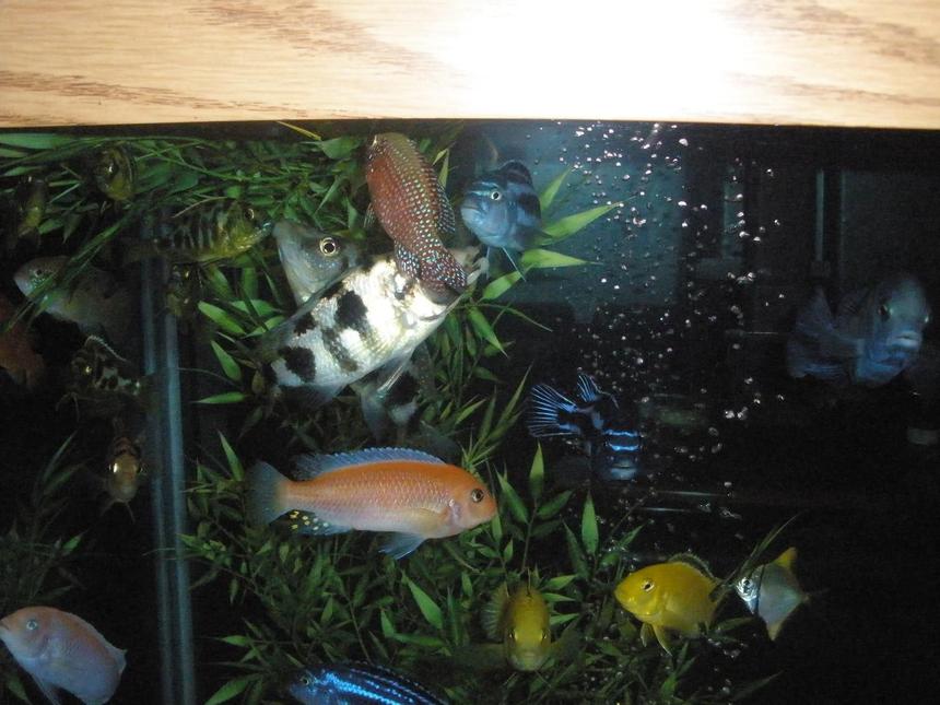 Rated #108: Freshwater Fish - Labidochromis Caeruleus - Electric Yellow Cichlid Stocking In 160 Gallons Tank - dinner time