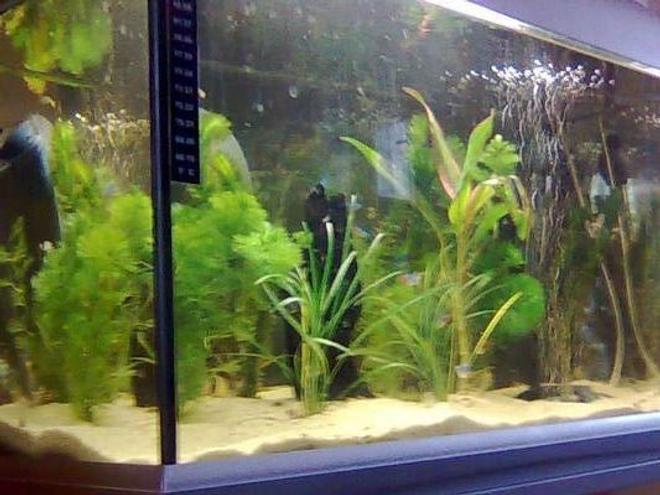 12 gallons planted tank (mostly live plants and fish) - My First tropical tank!