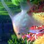 freshwater fish - pterophyllum sp. - red angel stocking in 45 gallons tank - Beauty!