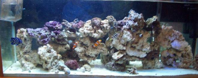 55 gallons saltwater fish tank (mostly fish, little/no live coral) - 55 gallon, 30 gallon refuge, 4 fish
New2hobby