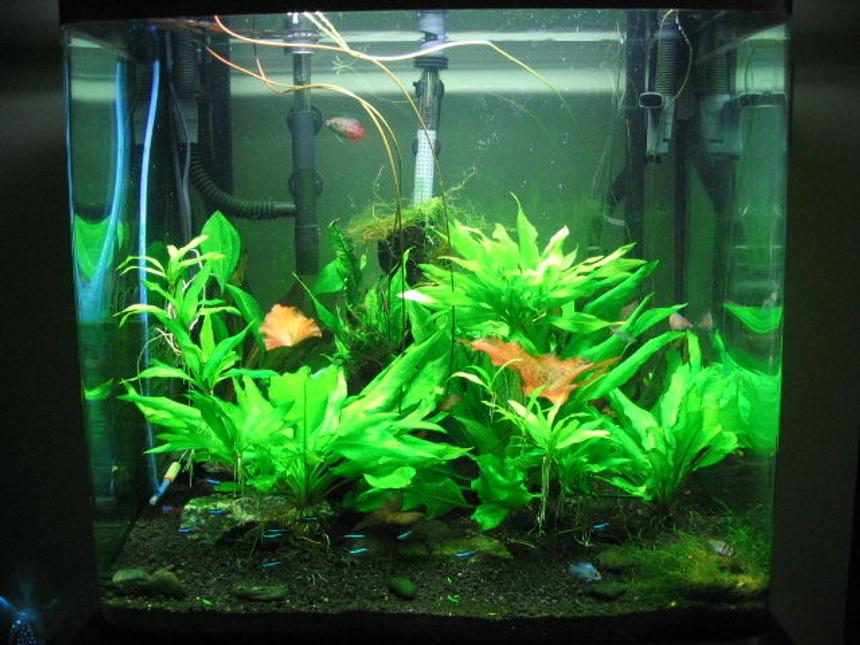 Rated #139: 40 Gallons Planted Tank - Fluval Osaka 155