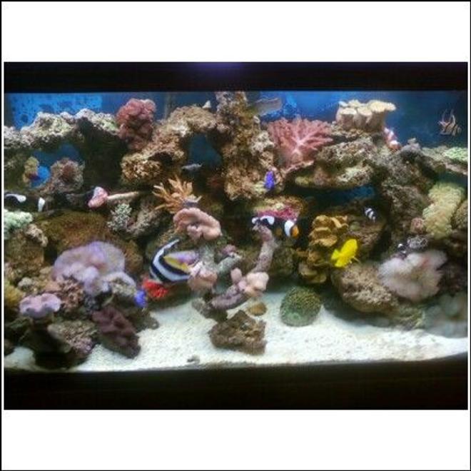 90 gallons reef tank (mostly live coral and fish) - 90 gal. reef