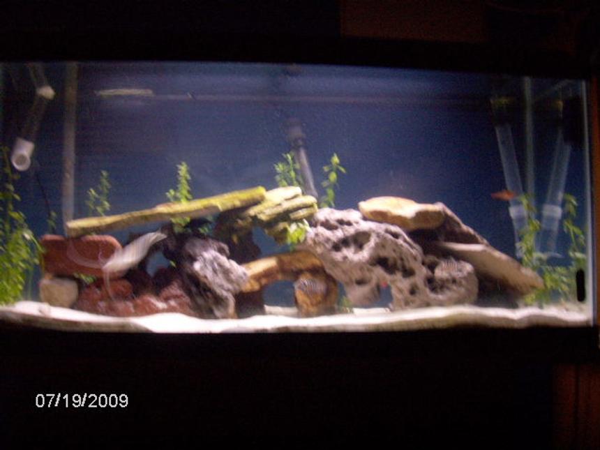 Rated #2070: 30 Gallons Freshwater Fish Tank - 30gal community tank with sharks tetras corys catfish pleco upsidedown cat fish an rams an killha an hatch fishs
