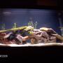 30 gallons freshwater fish tank (mostly fish and non-living decorations) - 30gal community tank with sharks tetras corys catfish pleco upsidedown cat fish an rams an killha an hatch fishs