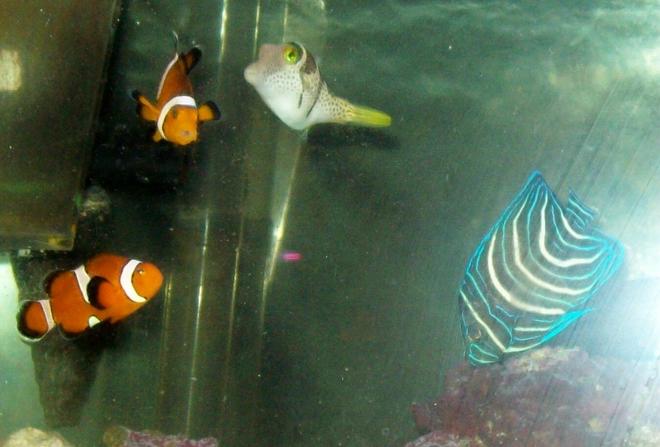 saltwater fish - pomacanthus semicirculatus - koran angelfish stocking in 55 gallons tank - My 4 fish
New2hobby