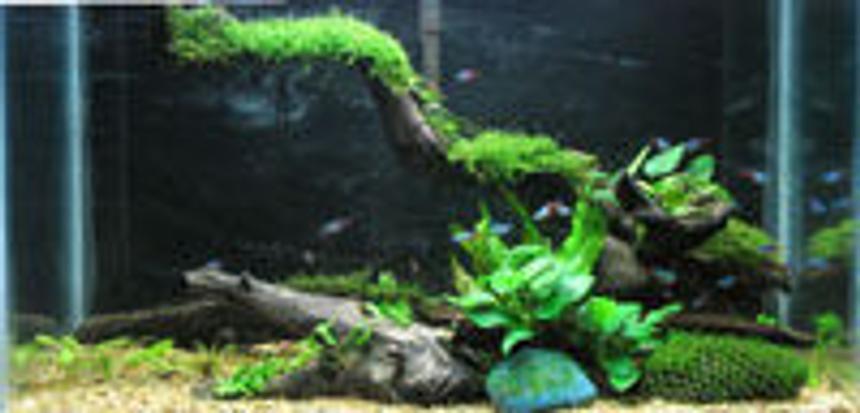 Rated #205: 67 Gallons Planted Tank - my neon tetra tank.