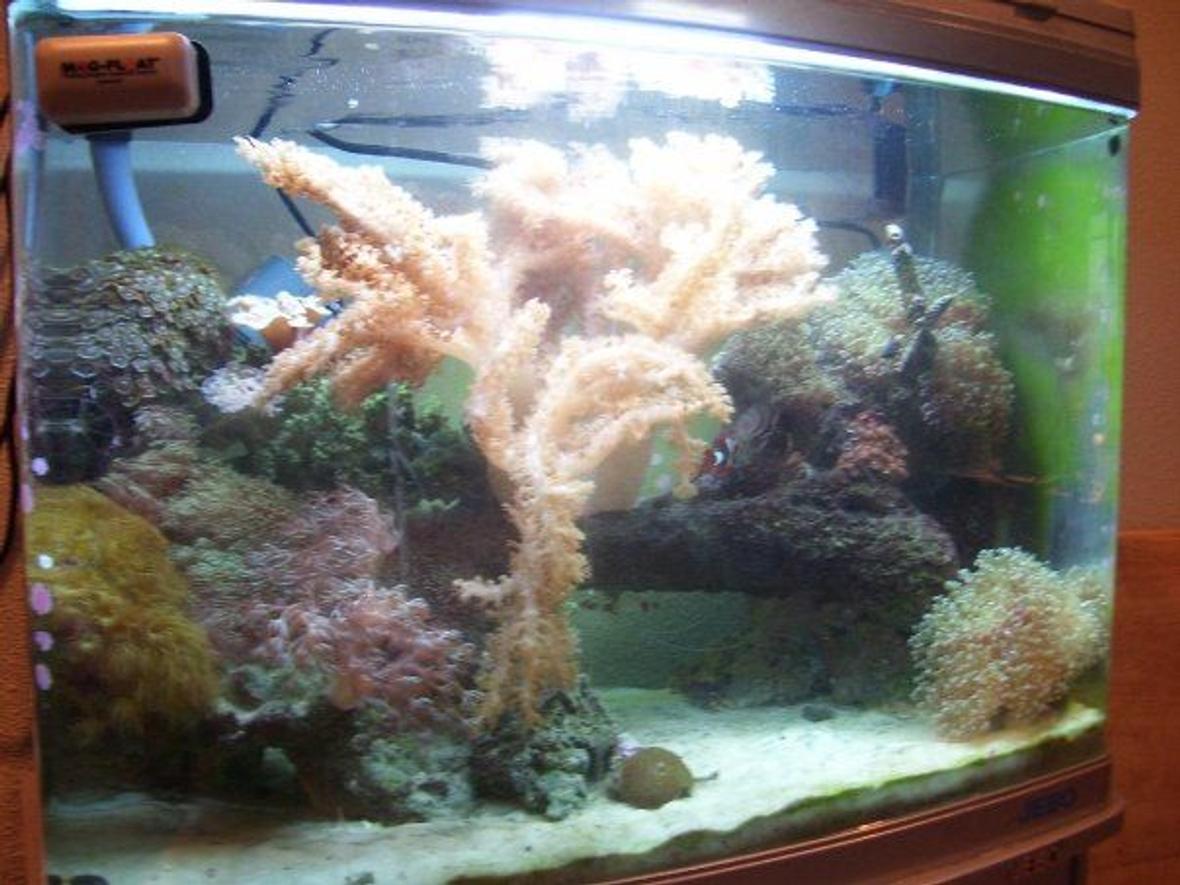 90 gallons reef tank (mostly live coral and fish) - 28 gallon reef