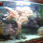 90 gallons reef tank (mostly live coral and fish) - 28 gallon reef