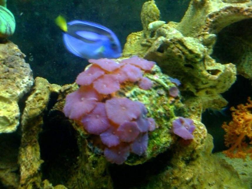 Rated #46: Corals Inverts - Actinodiscus Sp. - Red Mushroom Stocking In 55 Gallons Tank - MUSHROOM