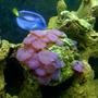 corals inverts - actinodiscus sp. - red mushroom stocking in 55 gallons tank - MUSHROOM