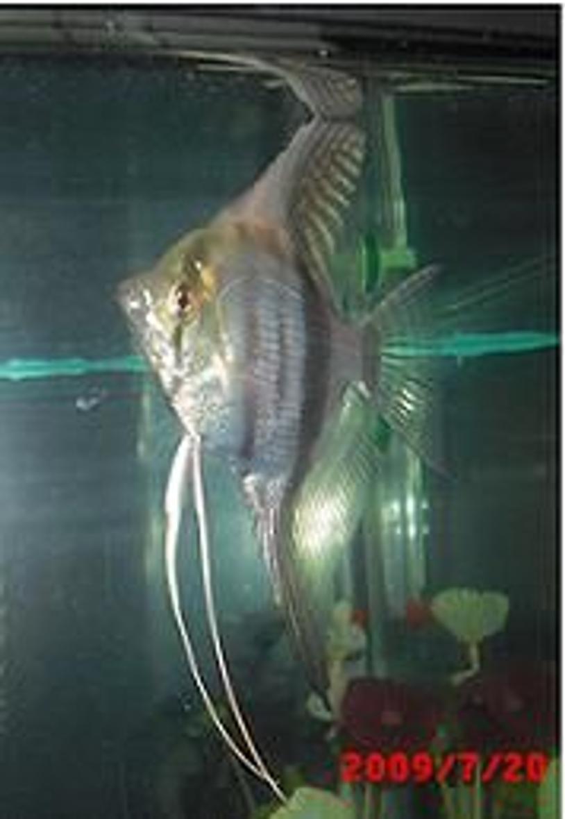 Rated #208: Freshwater Fish - Pterophyllum Sp. - Silver Zebra Angel Stocking In 40 Gallons Tank - this is Marty! (''){'o'}(")  my silver zebra angelfish!