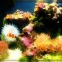 corals inverts - condylactis gigantea - condy anemone stocking in 8 gallons tank - 8 gallon classic!