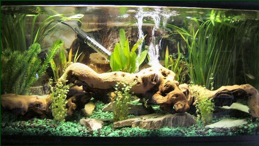 Rated #96: 11 Gallons Planted Tank - Tropical Surprise..!