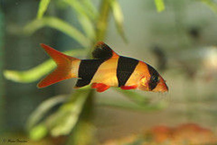 Rated #157: Freshwater Fish - Botia Macracantha - Clown Loach Stocking In 20 Gallons Tank - this one of my favourite fish