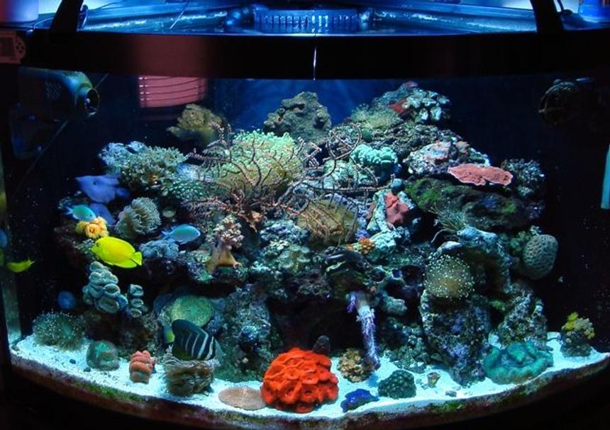 Rated #26: 54 Gallons Reef Tank - 54 gal bowfront glass aquarium w/built in overflow