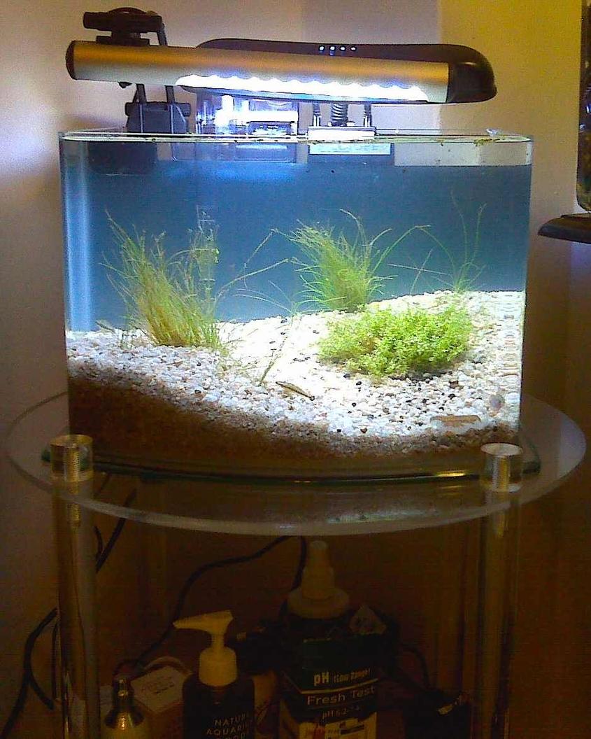 Rated #2007: 3 Gallons Planted Tank - 3-gallon Picotope with supplemental lighting