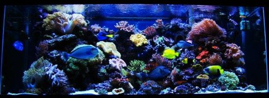 Rated #6: 210 Gallons Reef Tank - 210 Gallon reef aquarium