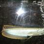 freshwater fish - osteoglossum bicirrhosum - silver arowana stocking in 55 gallons tank - king tut enjoying the bubbles