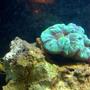 corals inverts - trachyphyllia radiata - brain coral stocking in 55 gallons tank - 11
