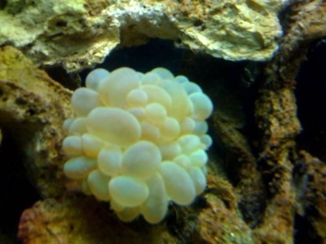 corals inverts - plerogyra sinuosa - bubble coral, green stocking in 55 gallons tank - 111