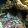 corals inverts - clavularia sp. - clove polyp stocking in 55 gallons tank - 33