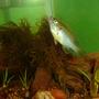 freshwater fish - lepomis cyanellus - green sunfish stocking in 10 gallons tank - My Green sunfish going after a food pellet