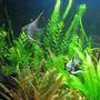 freshwater fish - pterophyllum sp. - koi angel stocking in 40 gallons tank - my 2 new baby angels