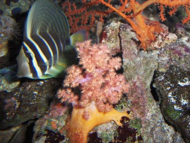 saltwater fish - zebrasoma veliferum - sailfin tang stocking in 54 gallons tank - SAILFIN TANG