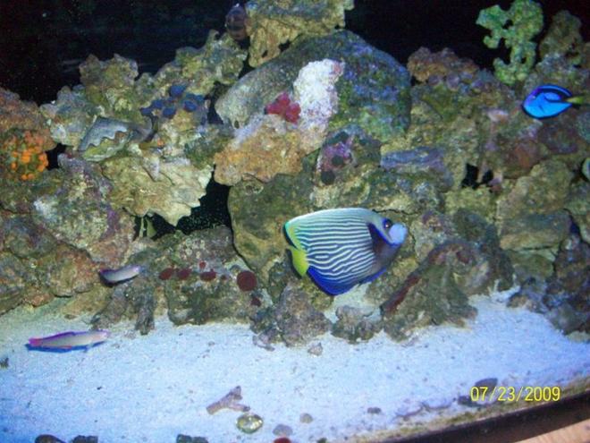 saltwater fish - pomacanthus imperator - imperator angelfish stocking in 155 gallons tank - surgeon/reef