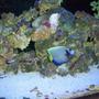 saltwater fish - pomacanthus imperator - imperator angelfish stocking in 155 gallons tank - surgeon/reef