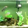 freshwater fish - osteoglossum bicirrhosum - silver arowana stocking in 75 gallons tank - My south american fish tank