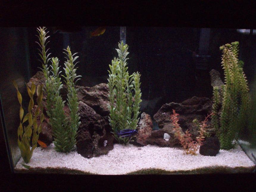 Rated #983: 65 Gallons Freshwater Fish Tank - Malawi Tank.