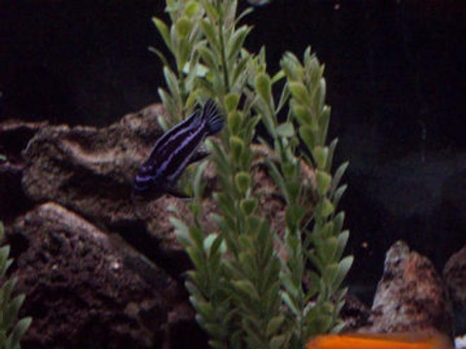 freshwater fish - melanochromis cyaneorhabdos - maingano cichlid stocking in 65 gallons tank - Melanochromis cyaneorhabdos