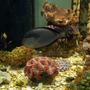 saltwater fish - acanthurus lineatus - clown tang stocking in 90 gallons tank - tank for sale