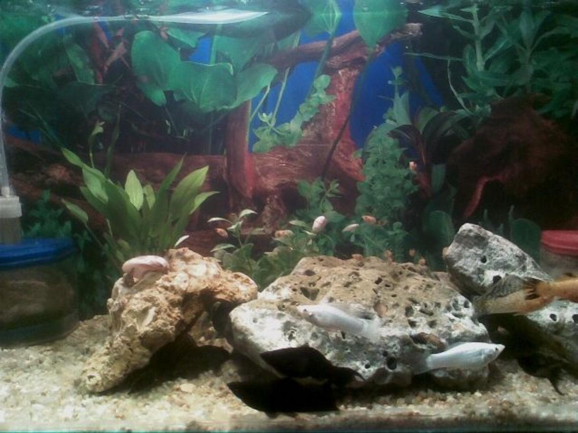 freshwater fish - melanochromis cyaneorhabdos - maingano cichlid stocking in 15 gallons tank - i make my aquarium from my own ideas