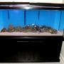 120 gallons freshwater fish tank (mostly fish and non-living decorations) - 120 tall, with malawis