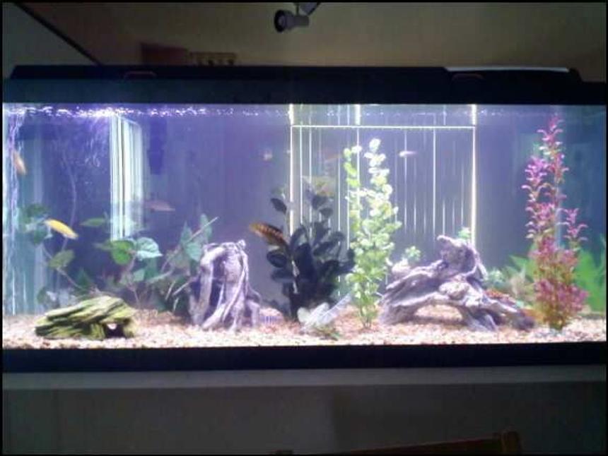 Rated #2559: 75 Gallons Freshwater Fish Tank - Freshwater on bar between dining room and kitchen.