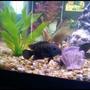 freshwater fish - nandopsis octofasciatum - jack dempsey stocking in 75 gallons tank - Jack