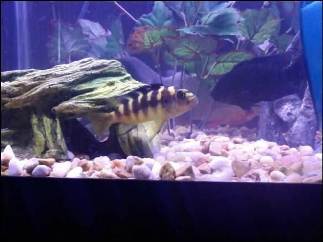freshwater fish - pseudotropheus crabro - bumblebee cichlid stocking in 75 gallons tank - Bumblebee