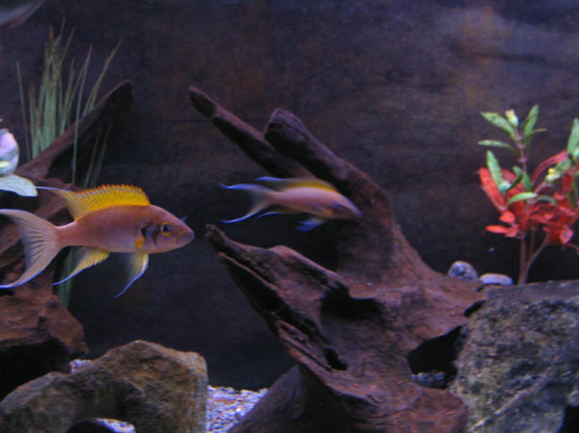 freshwater fish - neolamprologus brichardi - brichardi cichlid stocking in 72 gallons tank - Bredding Pair