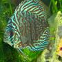 freshwater fish - blue turquoise discus stocking in 300 gallons tank - blue turq discus