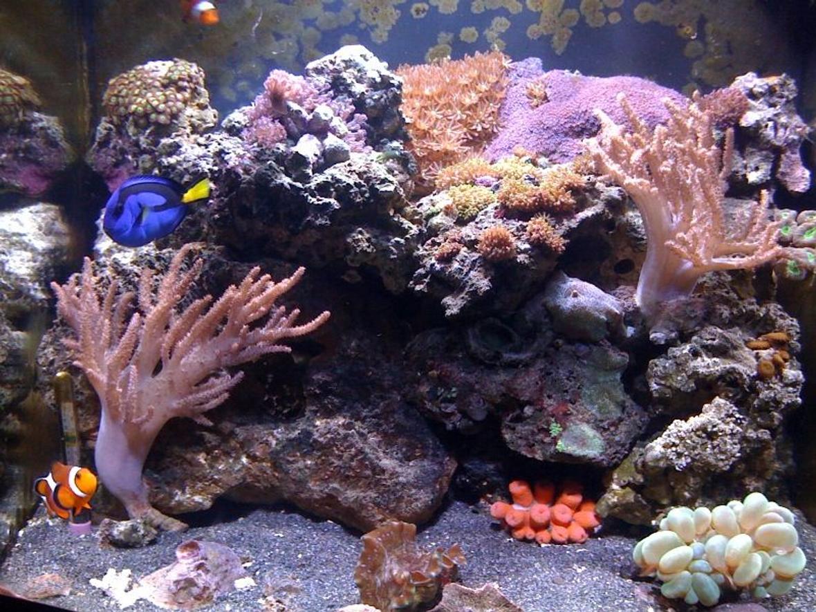 24 gallons reef tank (mostly live coral and fish) - Here's a front shot of my 24 gallon nano cube