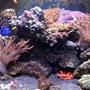24 gallons reef tank (mostly live coral and fish) - Here's a front shot of my 24 gallon nano cube