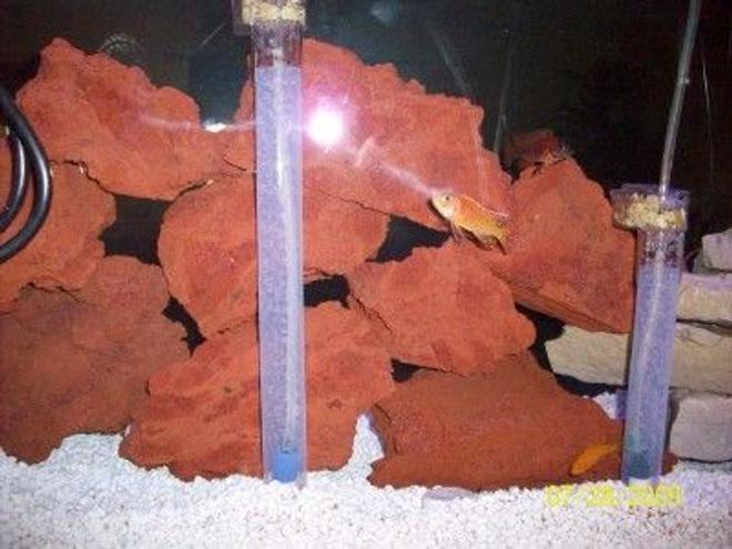 55 gallons freshwater fish tank (mostly fish and non-living decorations) - Back of tank