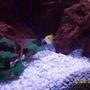 freshwater fish - labidochromis caeruleus - electric yellow cichlid stocking in 55 gallons tank - Yellow in the rocks