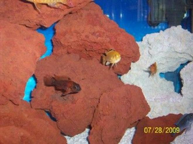 freshwater fish - labidochromis caeruleus - electric yellow cichlid stocking in 55 gallons tank - Yellow and Peacock