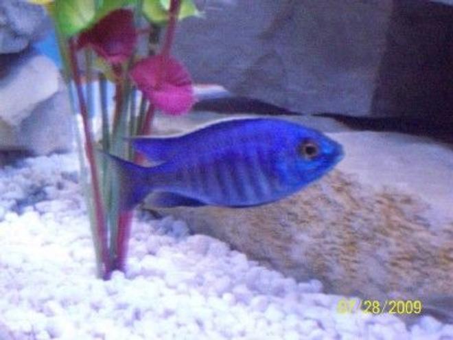 freshwater fish - copadichromis azureus stocking in 55 gallons tank - Male Copadichromis Azureus