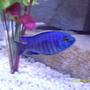 freshwater fish - copadichromis azureus stocking in 55 gallons tank - Male Copadichromis Azureus