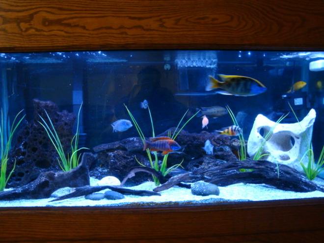 75 gallons freshwater fish tank (mostly fish and non-living decorations) - 75 gallon african cichlid tank.