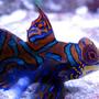 saltwater fish - synchiropus splendidus - green mandarin stocking in 44 gallons tank - Mandarin